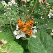 Qué sabemos de las mariposas
