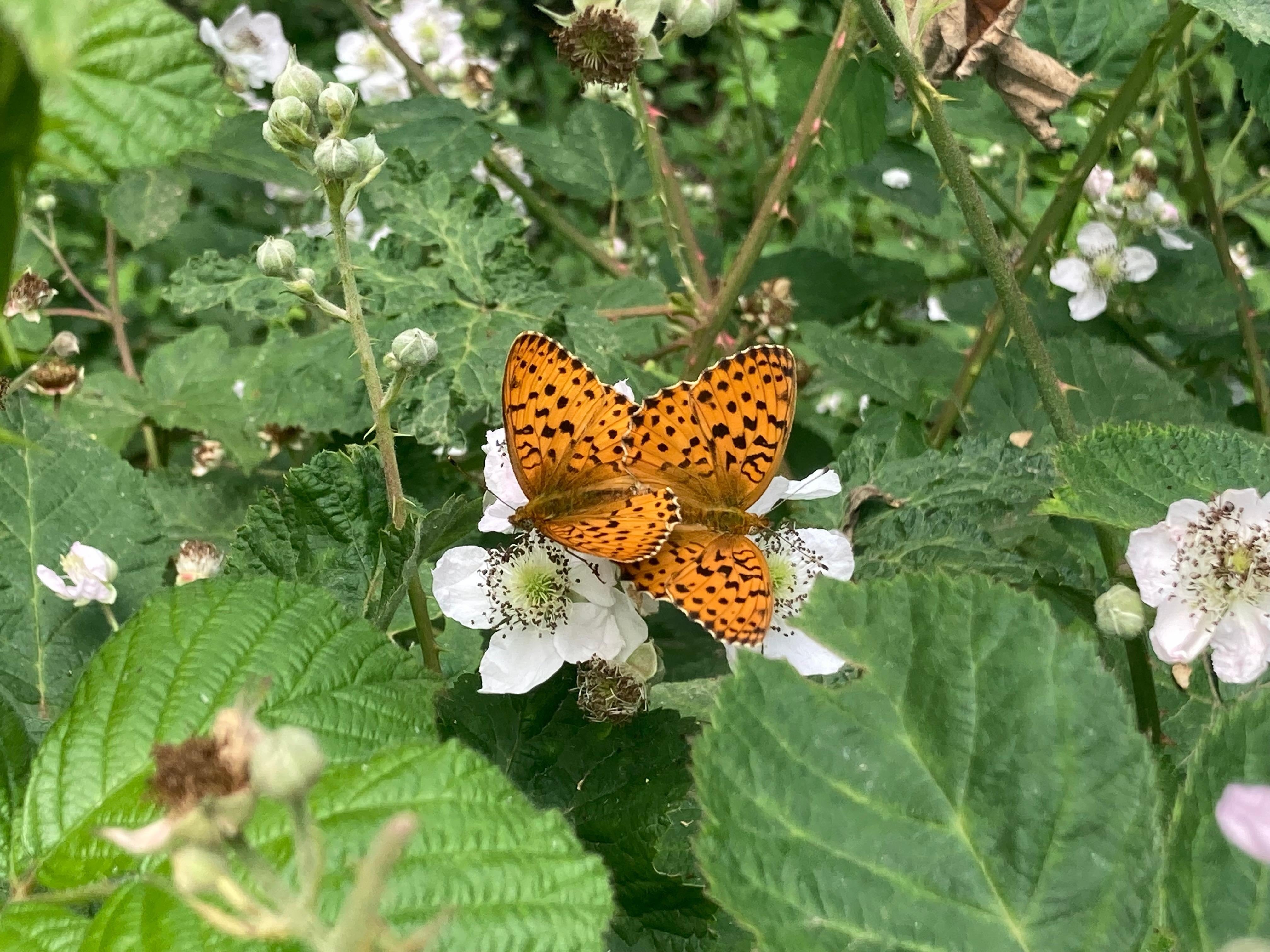 Qué sabemos de las mariposas episode artwork