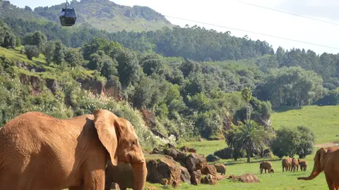 A estudio el comportamiento de los animales de Cabárceno durante el eclipse A estudio el comportamiento de los animales de Cabárceno durante el eclipse