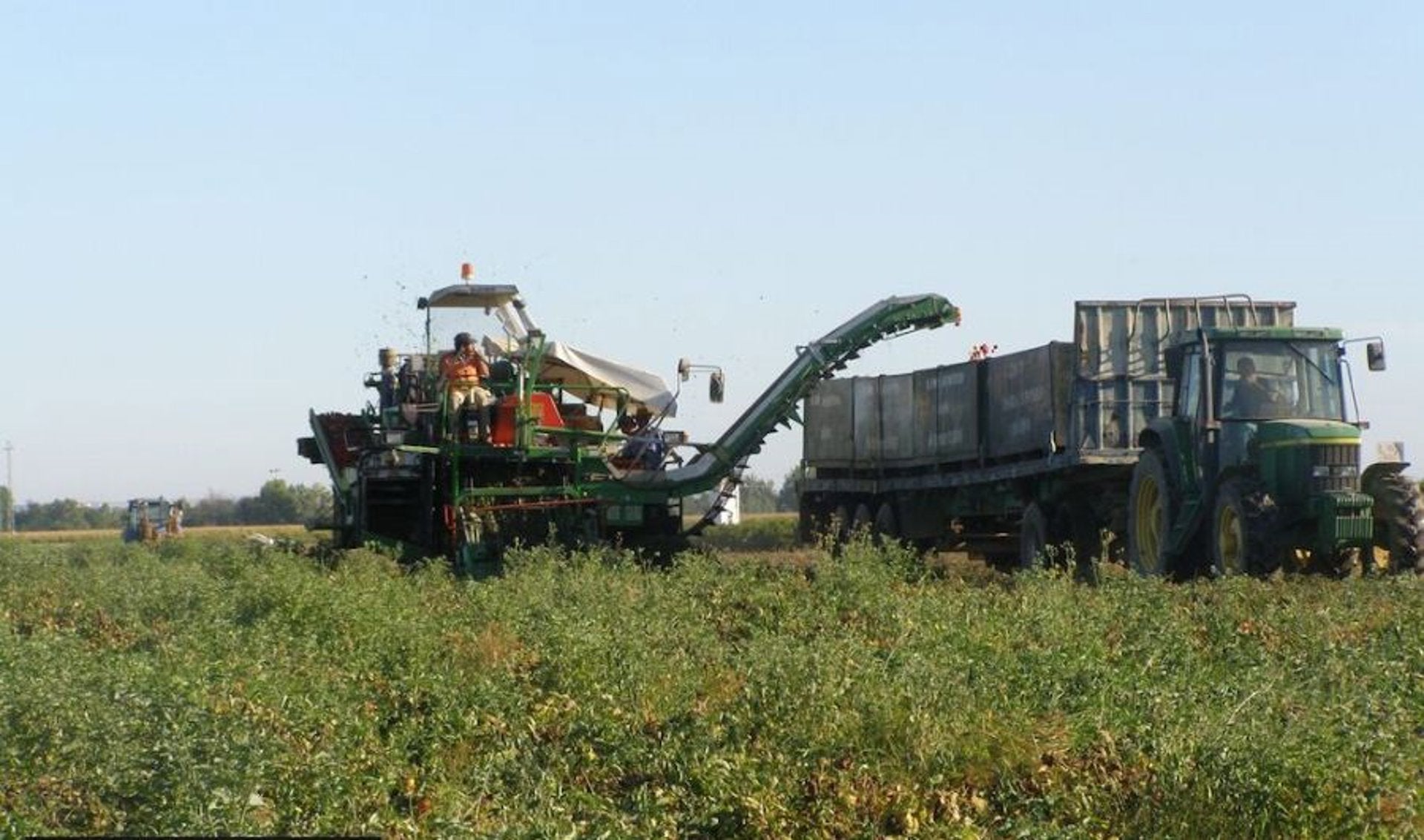 Cooperativas Agro-alimentarias Extremadura estima pérdidas del 10% en la producción prevista de tomate para industria Cooperativas Agro-alimentarias Extremadura estima pérdidas del 10% en la producción prevista de tomate para industria
