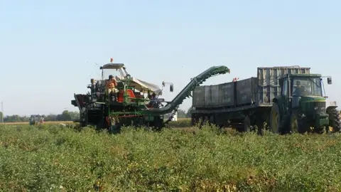 Cooperativas Agro-alimentarias Extremadura estima pérdidas del 10% en la producción prevista de tomate para industria Cooperativas Agro-alimentarias Extremadura estima pérdidas del 10% en la producción prevista de tomate para industria