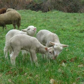 ovica ovica