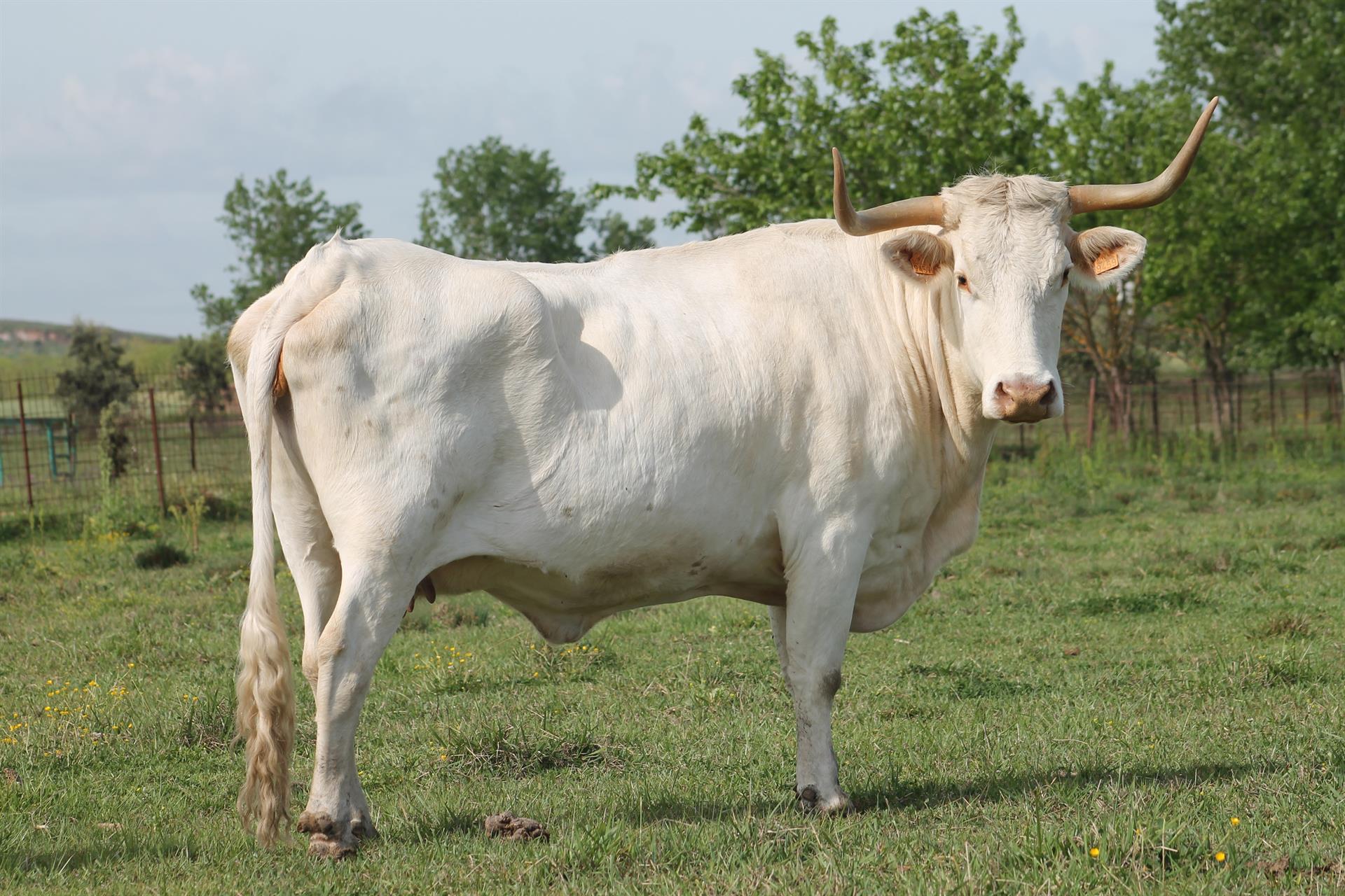 El Centro de Selección y Reproducción Animal de Badajoz adjudica el ganado ofertado de Blanca Cacereña y cabra Retinta El Centro de Selección y Reproducción Animal de Badajoz adjudica el ganado ofertado de Blanca Cacereña y cabra Retinta