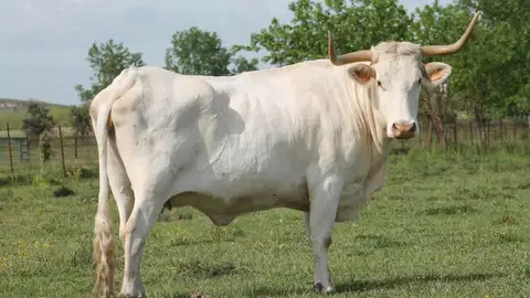 El Centro de Selección y Reproducción Animal de Badajoz adjudica el ganado ofertado de Blanca Cacereña y cabra Retinta El Centro de Selección y Reproducción Animal de Badajoz adjudica el ganado ofertado de Blanca Cacereña y cabra Retinta