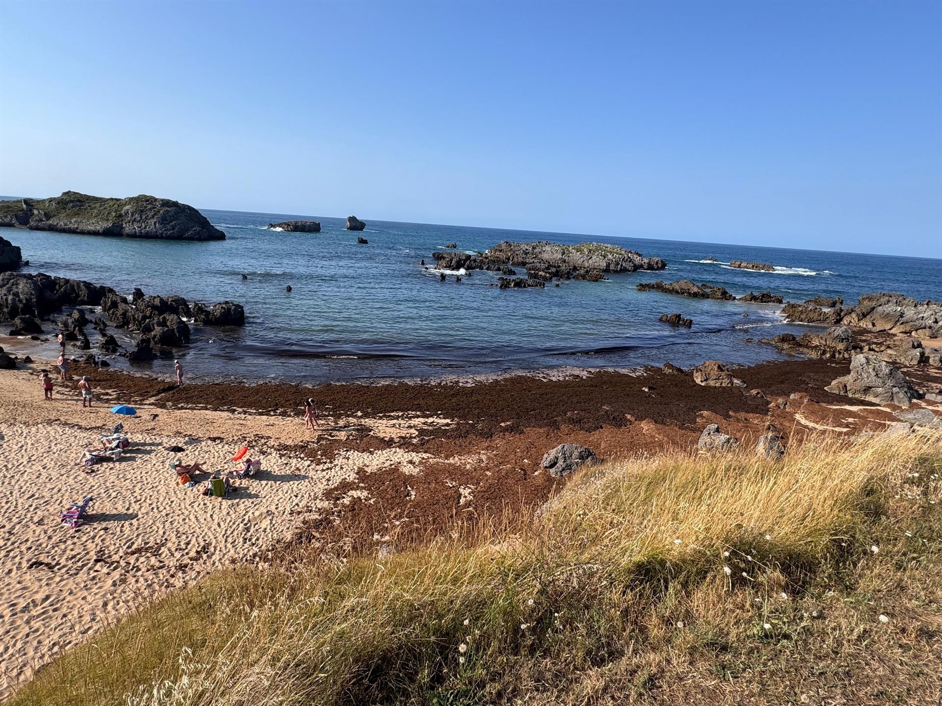 Retiradas 500 toneladas de alga asiática este fin de semana en Noja y 4.055 en lo que va de verano Retiradas 500 toneladas de alga asiática este fin de semana en Noja y 4.055 en lo que va de verano