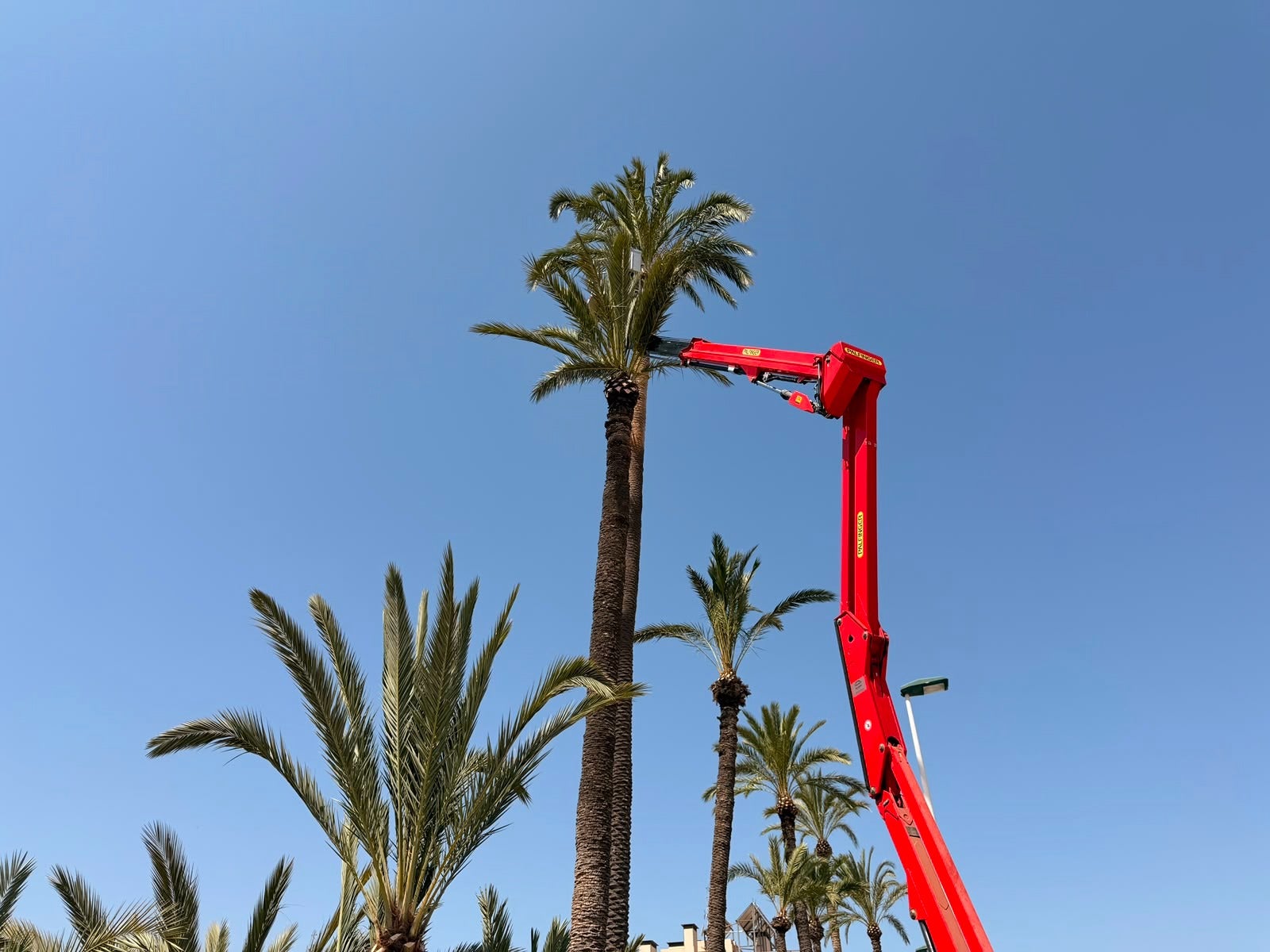 Elche comienza la poda y adecuación de los Huertos de Don Porfirio y Doña Palmira en Travalón Elche comienza la poda y adecuación de los Huertos de Don Porfirio y Doña Palmira en Travalón