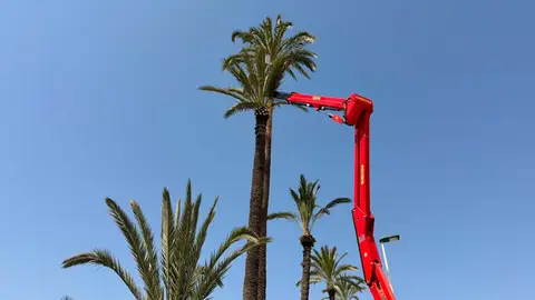 Elche comienza la poda y adecuación de los Huertos de Don Porfirio y Doña Palmira en Travalón. Elche comienza la poda y adecuación de los Huertos de Don Porfirio y Doña Palmira en Travalón.