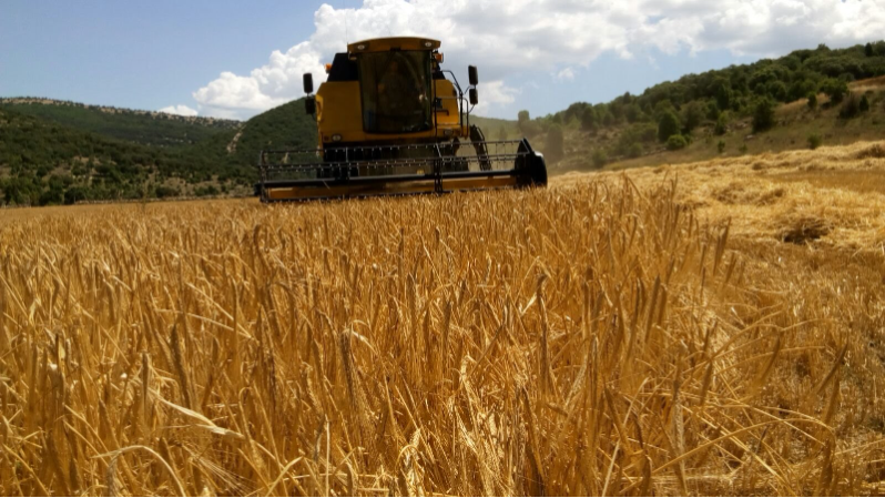 La Unió reclama ayudas extraordinarias tras perder el 35% de la cosecha de cereal La Unió reclama ayudas extraordinarias tras perder el 35% de la cosecha de cereal