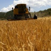 La Unió reclama ayudas extraordinarias tras perder el 35% de la cosecha de cereal