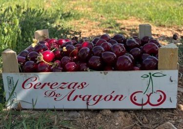 El calor marca la temporada de recogida de fruta en Aragón El calor marca la temporada de recogida de fruta en Aragón
