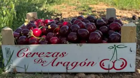 El calor marca la temporada de recogida de fruta la campaña de cereza no ha sido buena por las condiciones meteorológicas y ahora la vista está puesta en el melocotón, la nectarina y el paraguayo