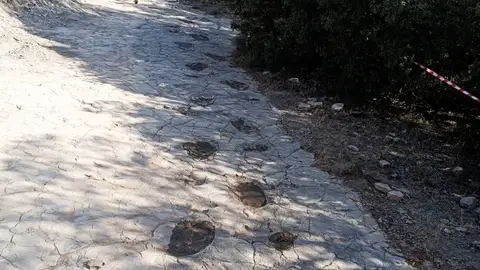 Dinópolis Teruel presenta el rastro más largo de un saurópodo del Jurásico Huellas dinosaurio