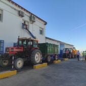 Tractores con uvas entrando en la Cooperativa Santa Catalina de La Solana