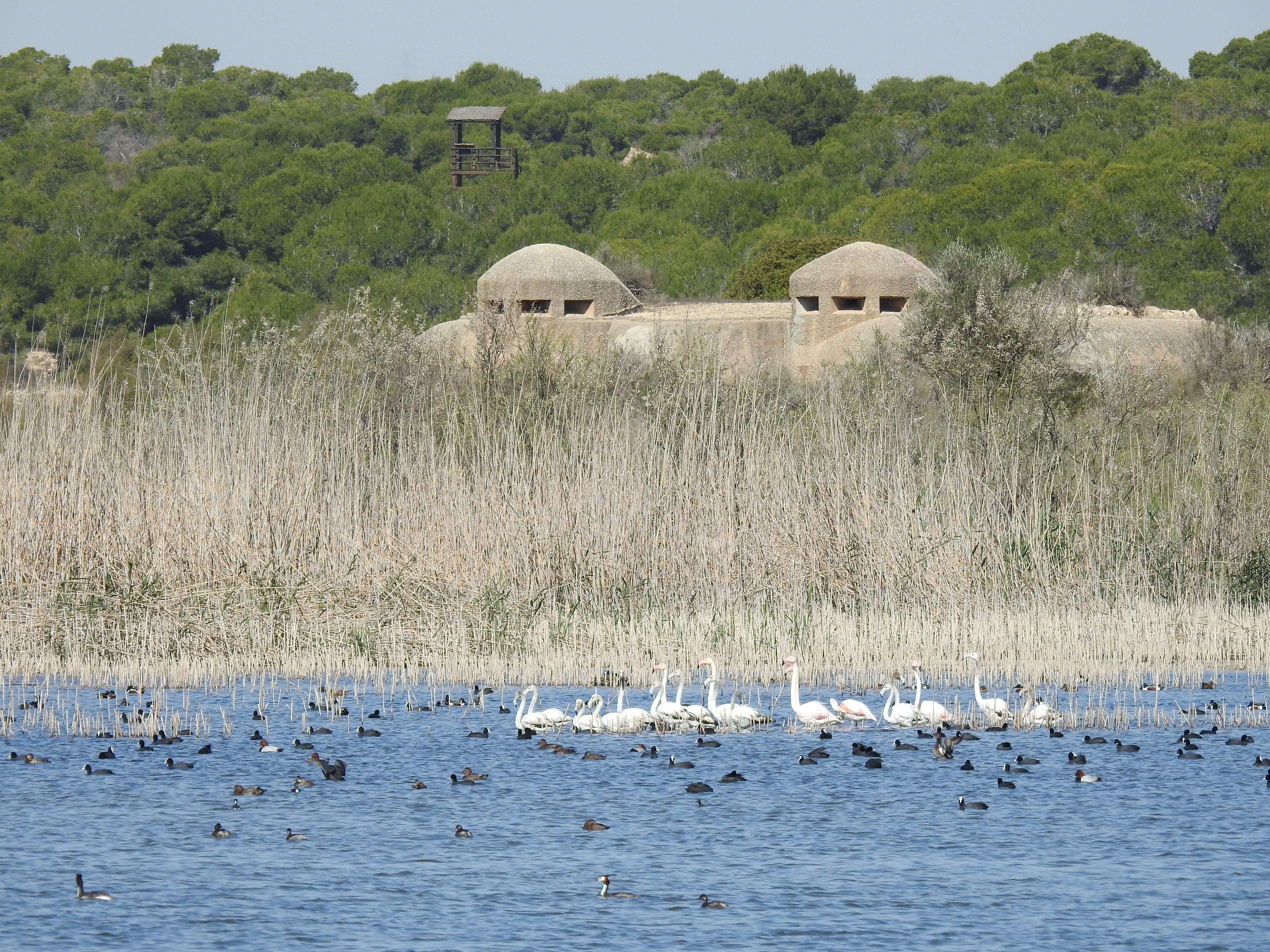 El Paraje Natural Municipal del 'Clot de Galvany' y el Parque Inundable 'La Marjal', campos de trabajo para dos iniciativas pioneras El Paraje Natural Municipal del 'Clot de Galvany' y el Parque Inundable 'La Marjal', campos de trabajo para dos iniciativas pioneras