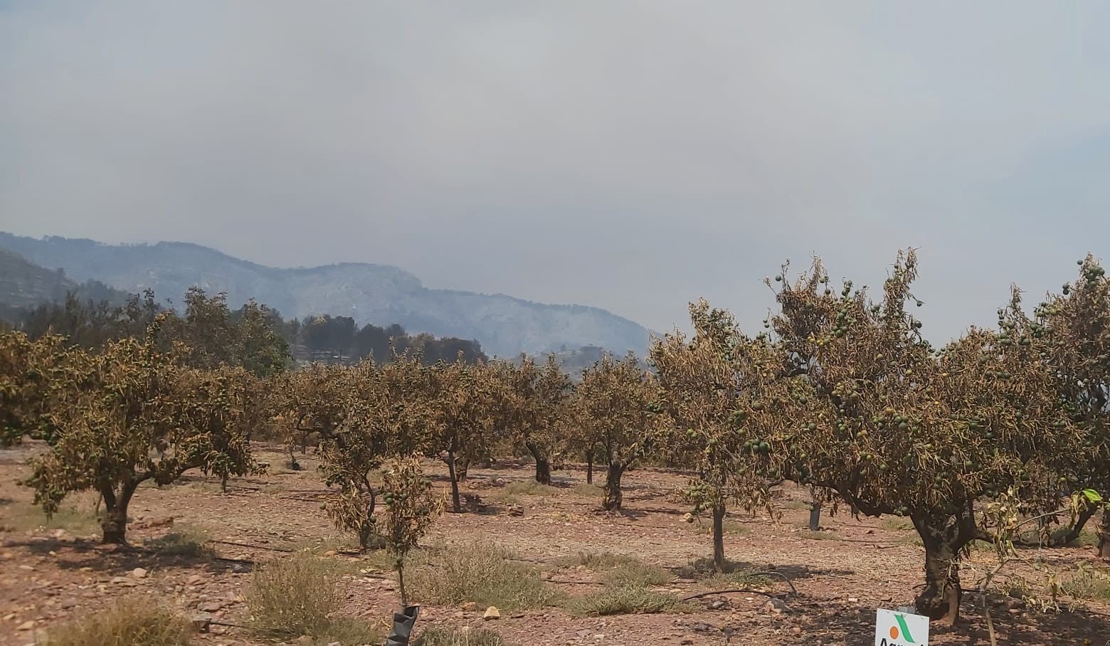 AVA-ASAJA eleva a 40 millones de euros las pérdidas del sector agrario por el incendio de Castellón AVA-ASAJA eleva a 40 millones de euros las pérdidas del sector agrario por el incendio de Castellón