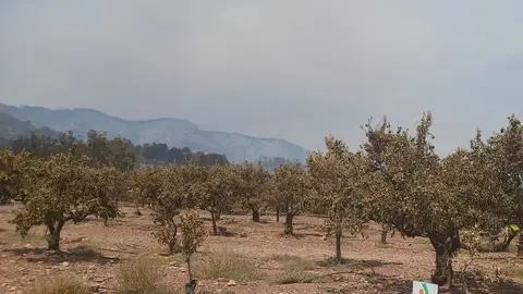 AVA-ASAJA eleva a 40 millones de euros las pérdidas del sector agrario por el incendio de Castellón AVA-ASAJA eleva a 40 millones de euros las pérdidas del sector agrario por el incendio de Castellón