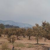 AVA-ASAJA eleva a 40 millones de euros las pérdidas del sector agrario por el incendio de Castellón