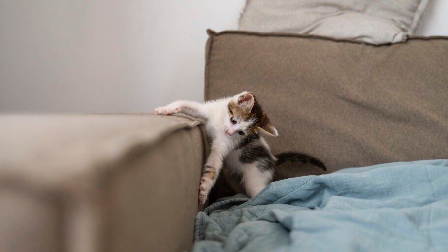 Un gato ara&ntilde;ando un sof&aacute;