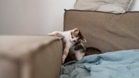 Un gato arañando un sofá Un gato arañando un sofá