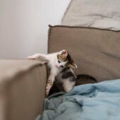 Un gato arañando un sofá