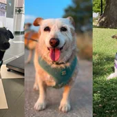 Reclama un hospital veterinario 24 horas para evitar muertes en los traslados Reclama un hospital veterinario 24 horas para evitar muertes en los traslados