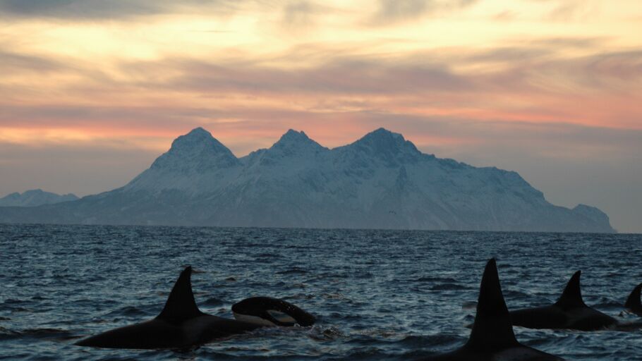Orcas