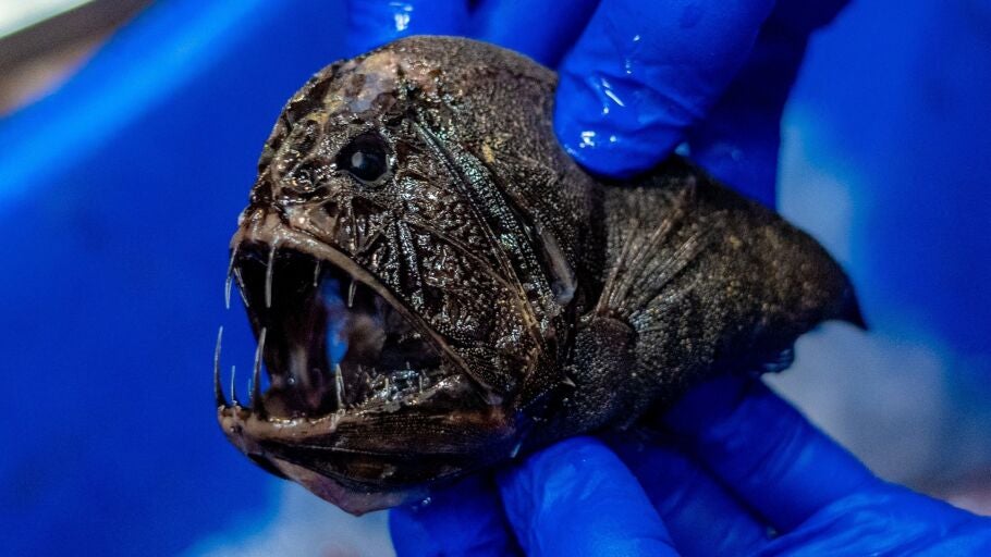 Pez abisal Anoplogaster recogido en la investigaci&oacute;n/ CSIRO/ Europa Press