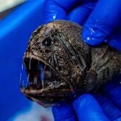 Pez abisal Anoplogaster recogido en la investigación/ CSIRO/ Europa Press