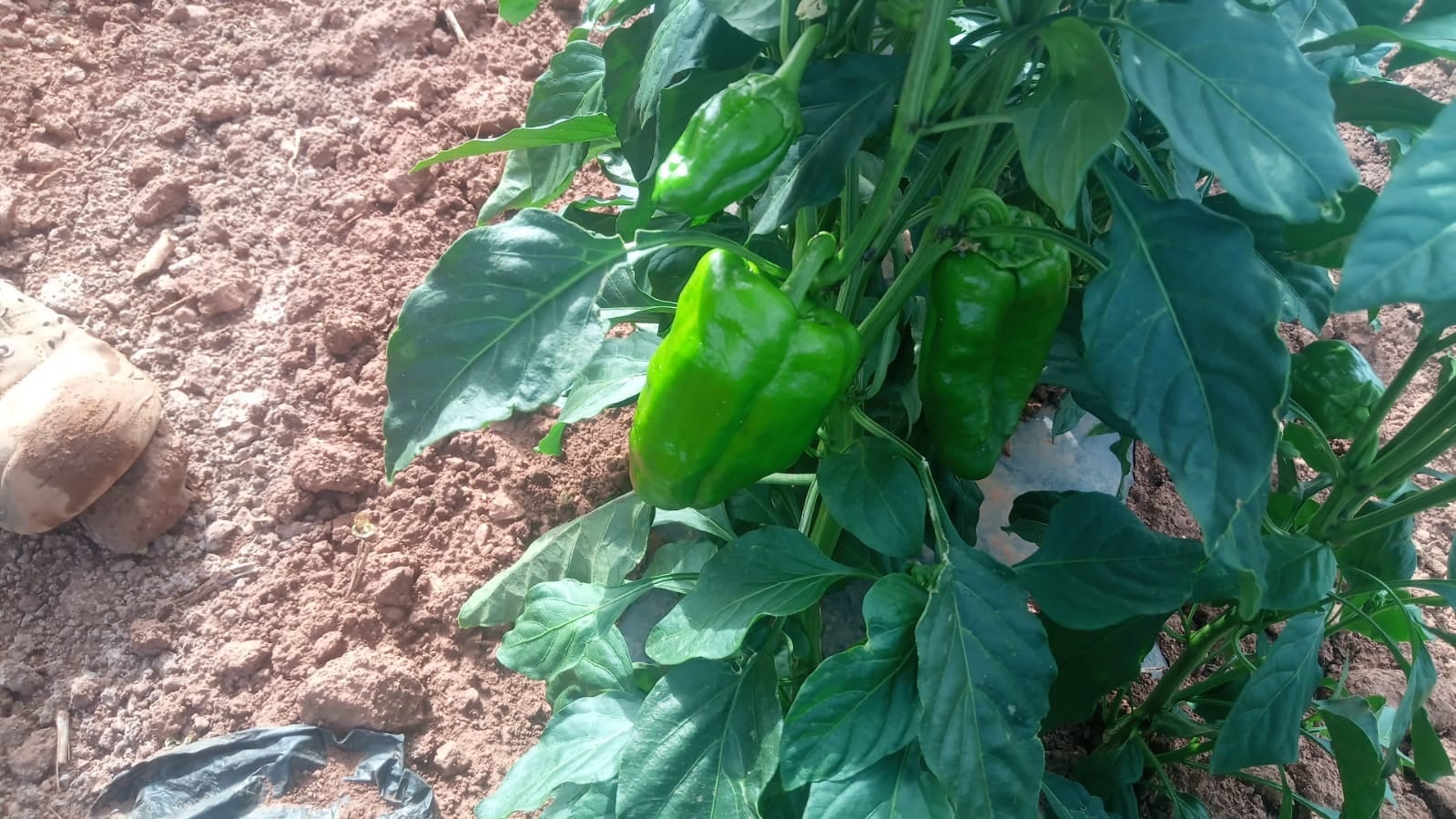En Villanueva de los Infantes primeros indicios de adaptación al cambio climático de un producto autóctono, el pimiento lamuyo En Villanueva de los Infantes primeros indicios de adaptación al cambio climático de un producto autóctono, el pimiento lamuyo