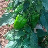 Pimiento lamuyo, variedad Infantes