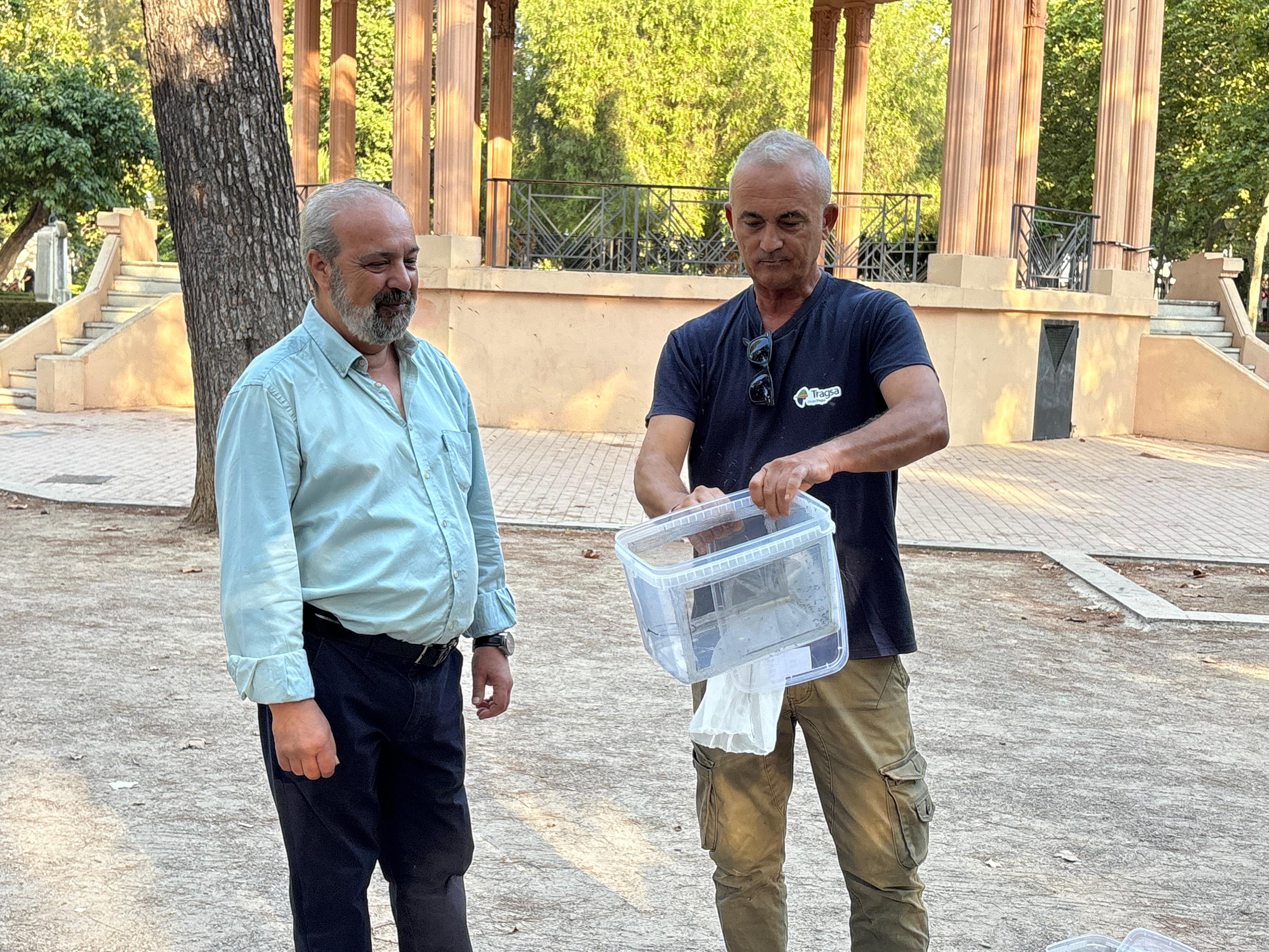 Castellón refuerza la lucha contra el mosquito tigre con la Técnica del Insecto Estéril Castellón refuerza la lucha contra el mosquito tigre con la Técnica del Insecto Estéril