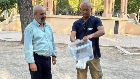 Castellón refuerza la lucha contra el mosquito tigre con la Técnica del Insecto Estéril Castellón refuerza la lucha contra el mosquito tigre con la Técnica del Insecto Estéril