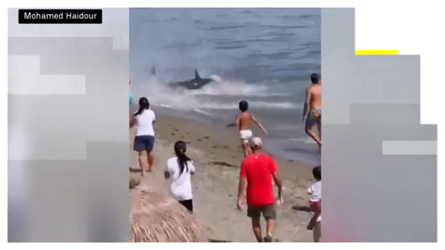 Un at&uacute;n gigante sorprende a los ba&ntilde;istas en una playa de Marbella tras llegar hasta la arena