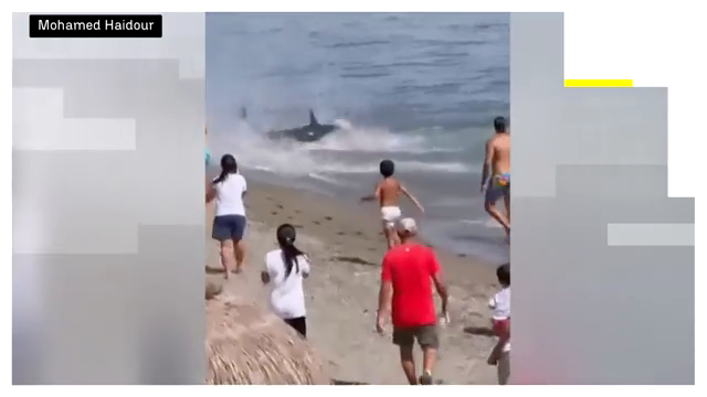 Un atún gigante sorprende a los bañistas al llegar a la orilla en una playa de Marbella Un atún gigante sorprende a los bañistas al llegar a la orilla en una playa de Marbella