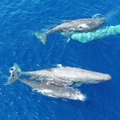 El norte de Menorca se confirma como refugio para los cachalotes
