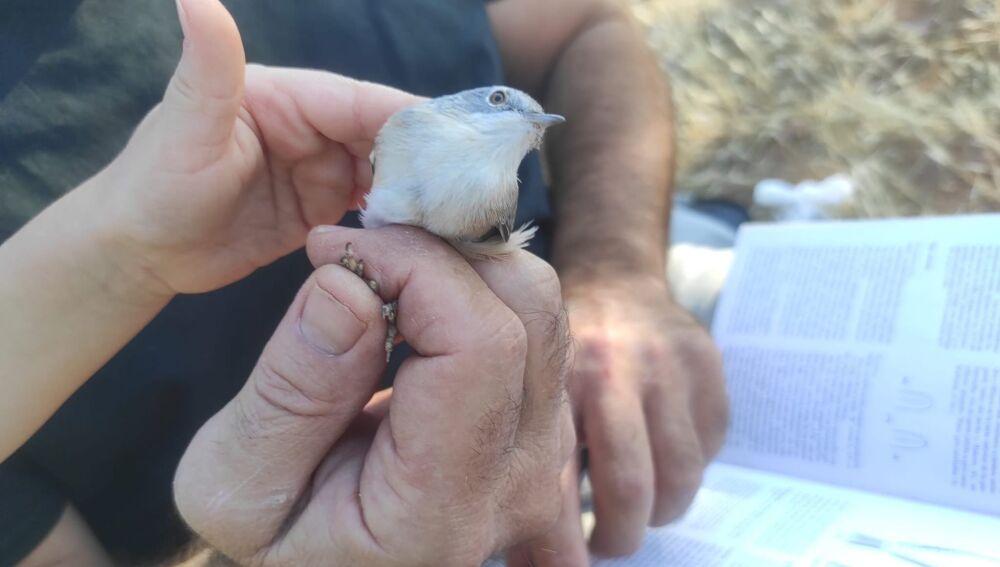 Estación de anillamiento de aves en Las Aguas (Valdepeñas), espacio didáctico