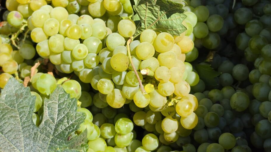 Malvasia ibicenca de Can Rich en Buscastell vendimiada a mano el s&aacute;bado