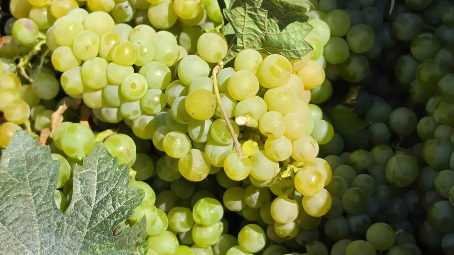 Malvasia ibicenca de Can Rich en Buscastell vendimiada a mano el sábado Malvasia ibicenca de Can Rich en Buscastell vendimiada a mano el sábado