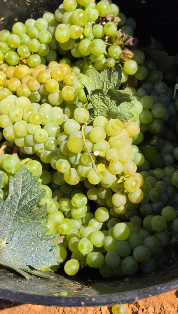 Malvasia ibicenca de Can Rich en Buscastell vendimiada a mano el sábado