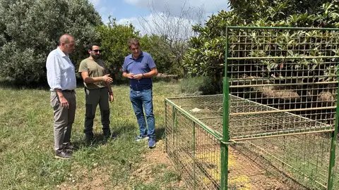 Ayuntamiento y Generalitat intensifican el control del jabalí en Castellón con 11 cajas trampa Ayuntamiento y Generalitat intensifican el control del jabalí en Castellón con 11 cajas trampa