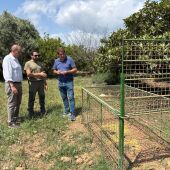 Ayuntamiento y Generalitat intensifican el control del jabalí en Castellón con 11 cajas trampa