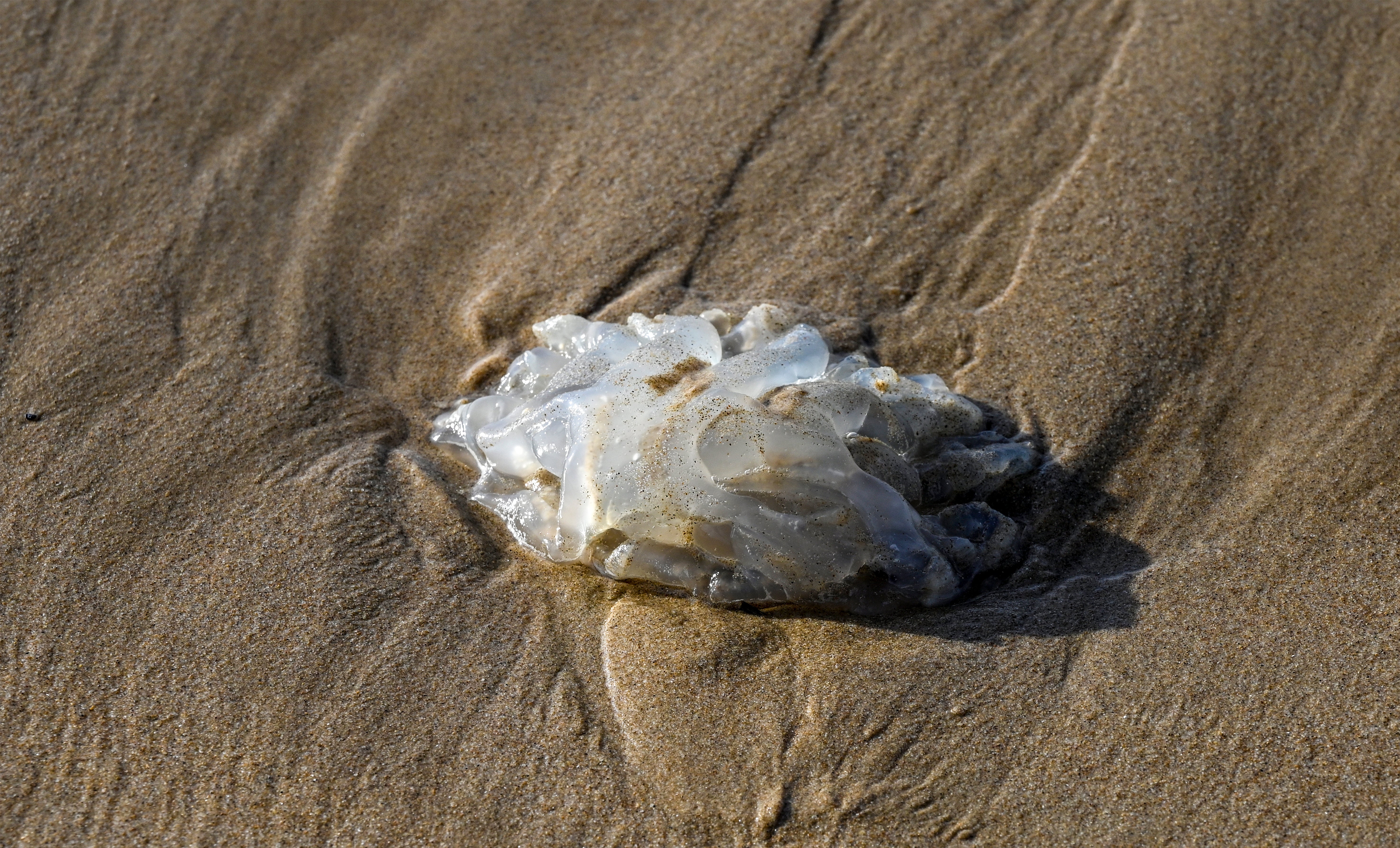 Cómo saber si hoy hay medusas en tu playa antes de coger la toalla Cómo saber si hoy hay medusas en tu playa antes de coger la toalla