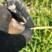 Daños del "cucat" en el arroz