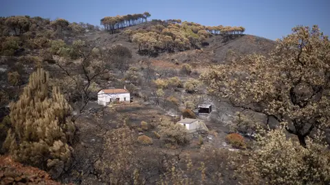 El incendio de Niebla deja un paisaje desolador en Berrocal (Huelva) El incendio de Niebla deja un paisaje desolador en Berrocal (Huelva) / Clara Carrasco / Europa Press