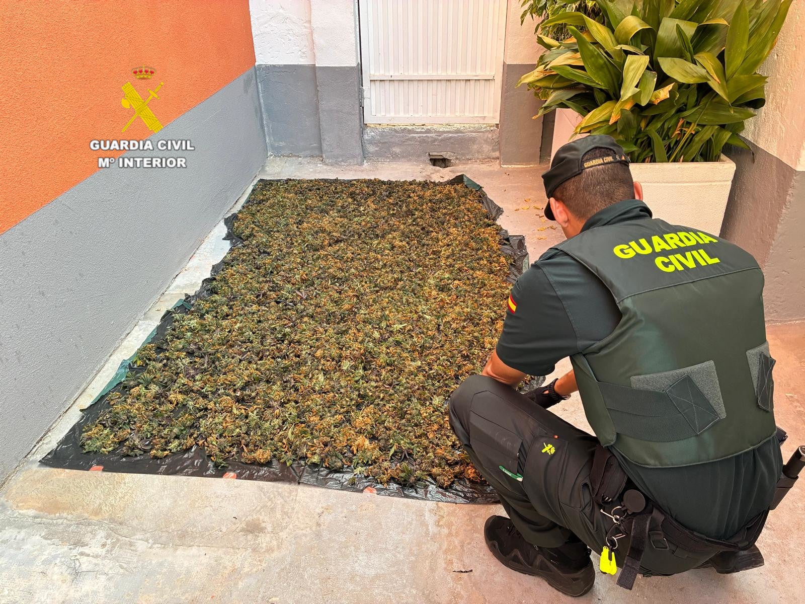La Guardia Civil desmantela una plantación de marihuana en un local de segunda mano La Guardia Civil desmantela una plantación de marihuana en un local de segunda mano