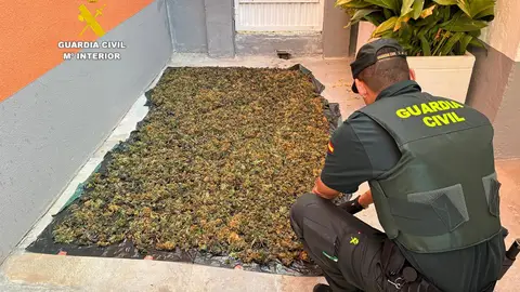 La Guardia Civil desmantela una plantación de marihuana en un local de segunda mano La Guardia Civil desmantela una plantación de marihuana en un local de segunda mano