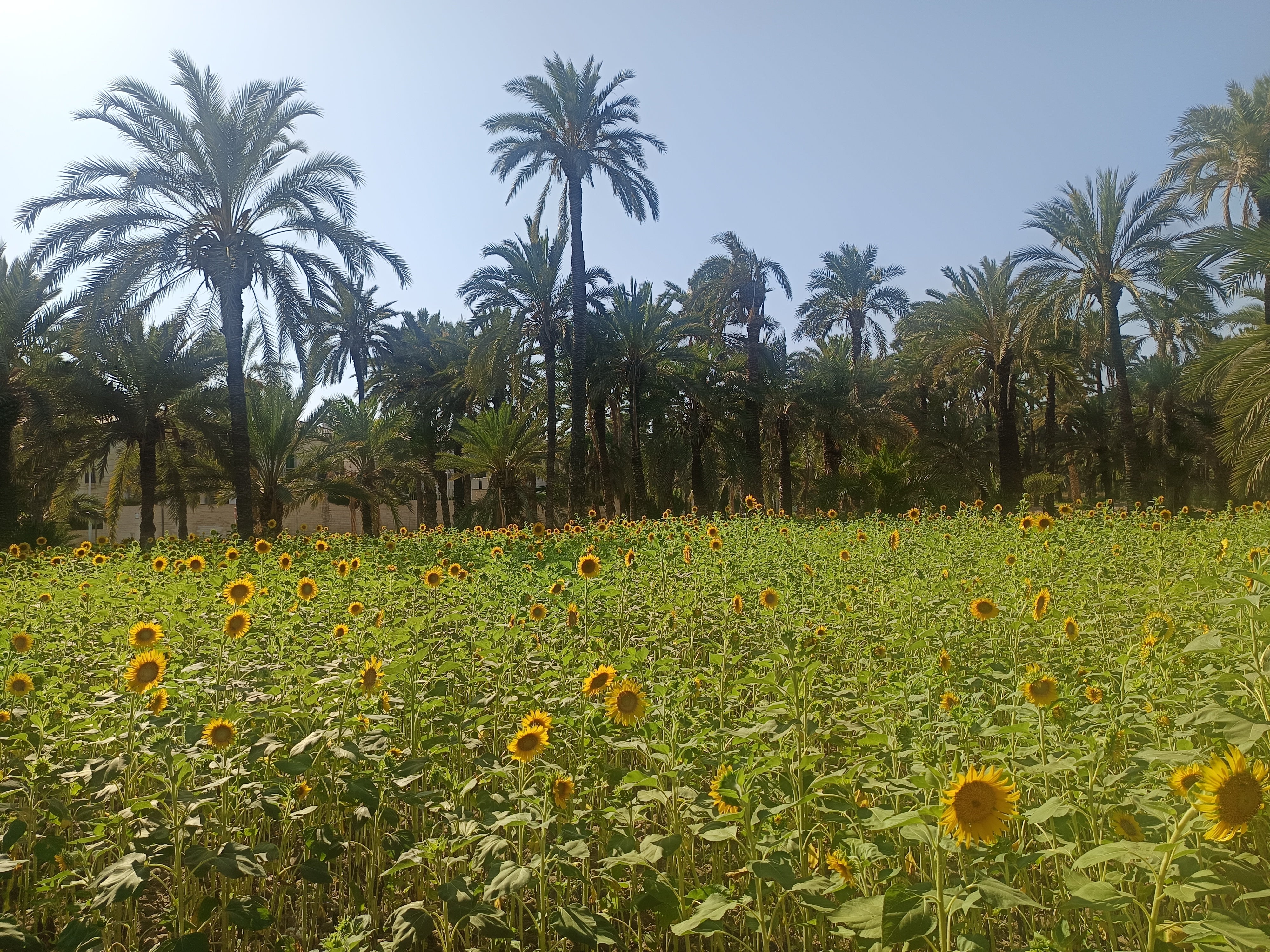 La semana comienza en Elche, Crevillent y Santa Pola con pocos cambios en lo meteorológico La semana comienza en Elche, Crevillent y Santa Pola con pocos cambios en lo meteorológico
