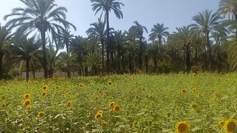 Girasoles en un huerto de Palmeras de Elche. Girasoles en un huerto de Palmeras de Elche.