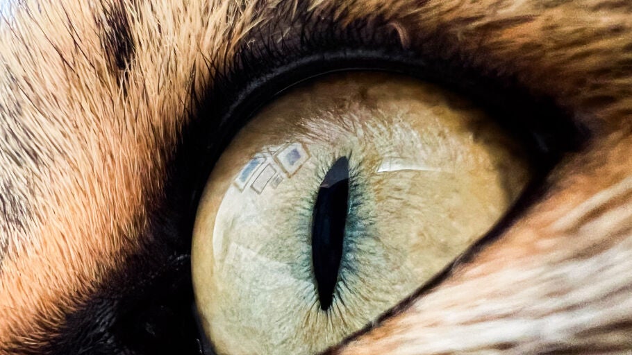 Ojo de gato/ Getty
