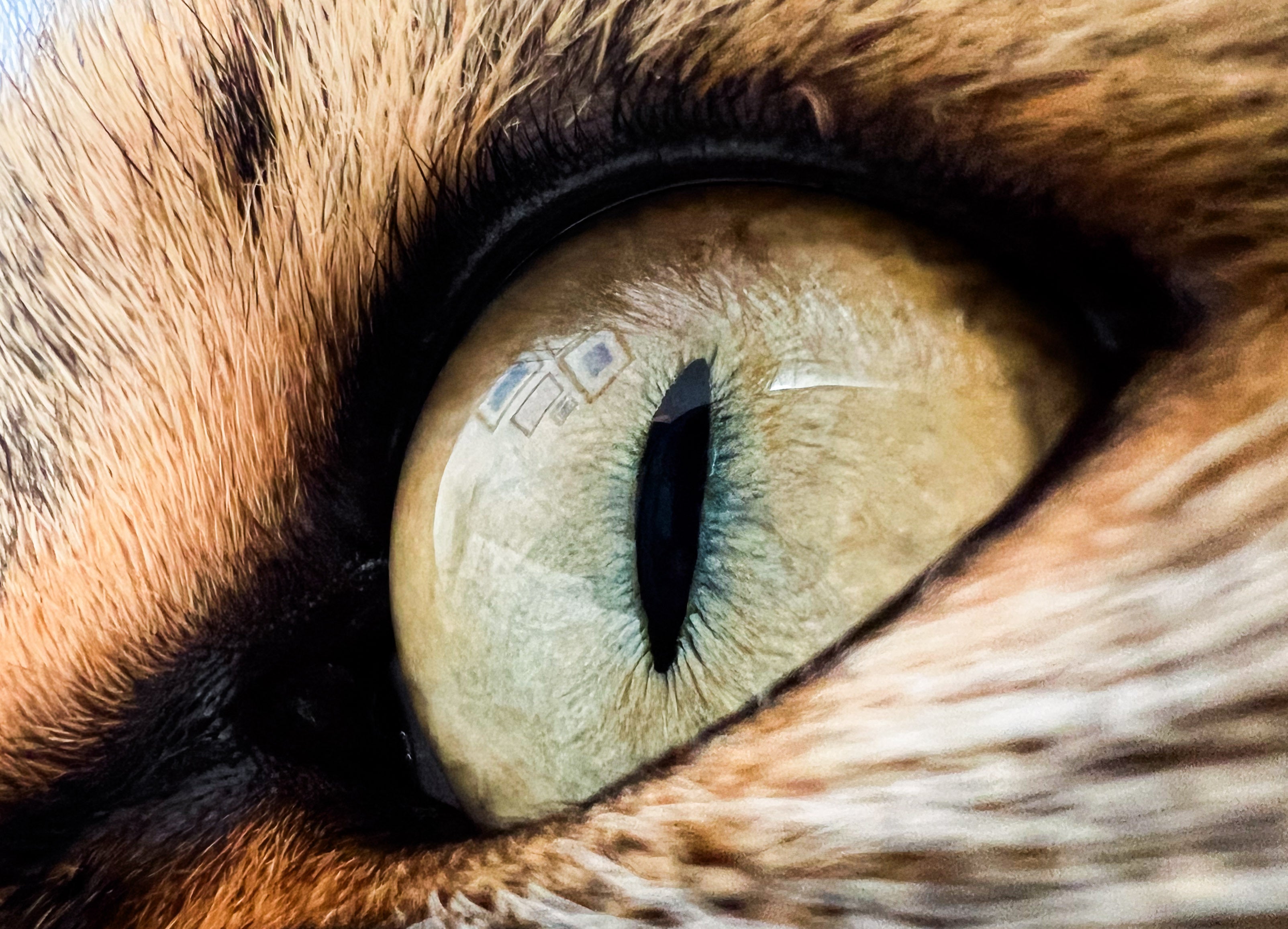 Qué sabemos de la visión de los animales episode artwork